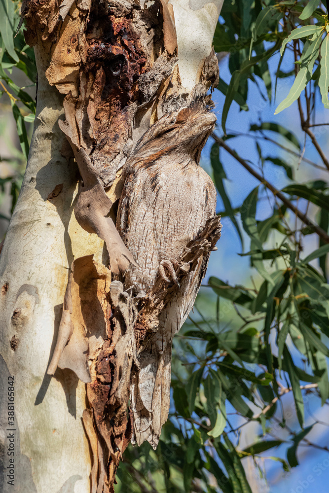 Such amazing camouflage, you can hardly see it - Tawny Frogmouth (Podargus strigoides) perched in a Eucalyptus tree - Bargara, QLD, Australia Such amazing camouflage, you can hardly see it - Tawny Frogmouth (Podargus strigoides) perched in a Eucalyptus tree - Bargara, QLD, Australia