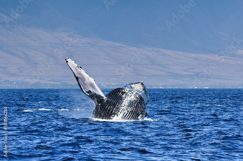 Large humback whale falling over backwards while breaching. © manuel