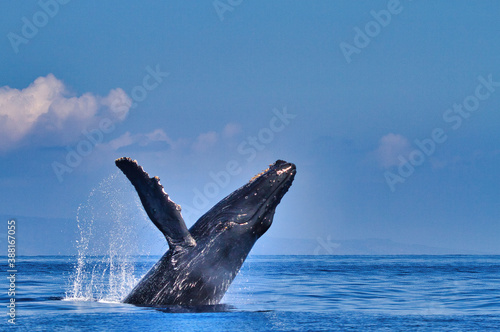 Side view of a humpback whale breaching with pectoral fin extended.