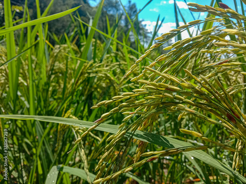 rice plant in field. kharif crop, himachal pradesh, India
