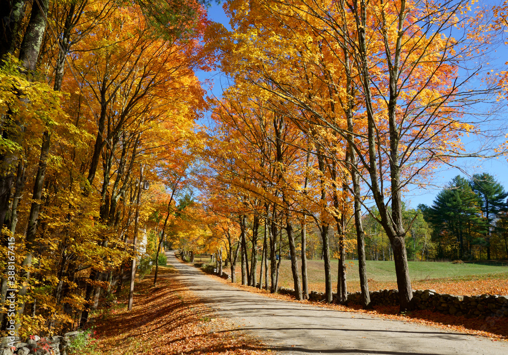 Landscape of yellow trees along sides of country road