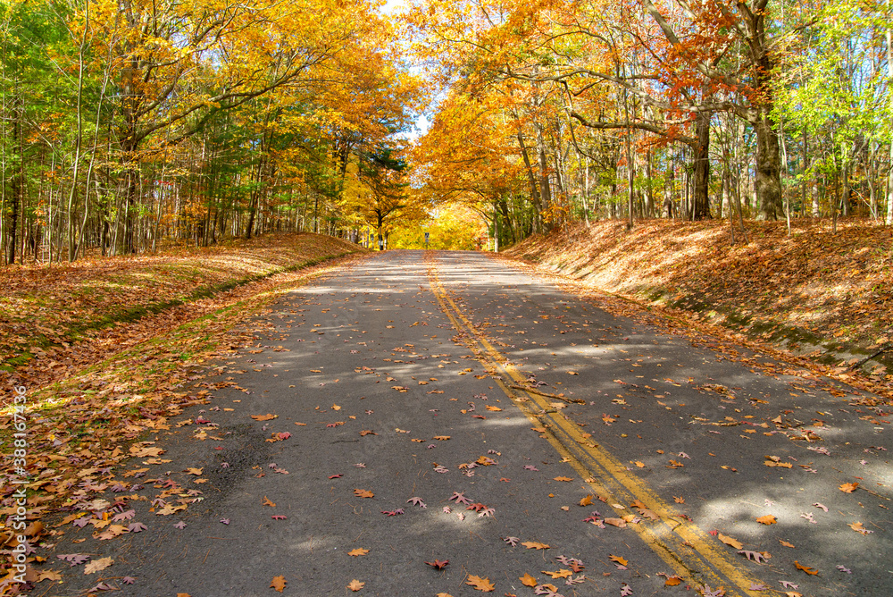 Fototapeta premium road in the autumn forest