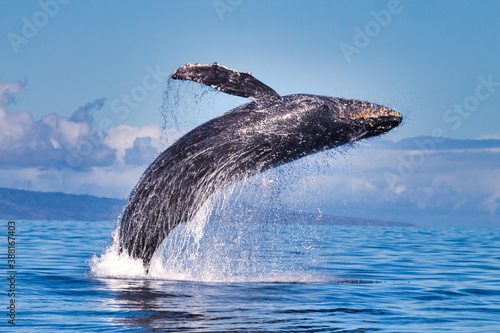 Energetic full breach by a humpback whale seen on a whale watch. photo