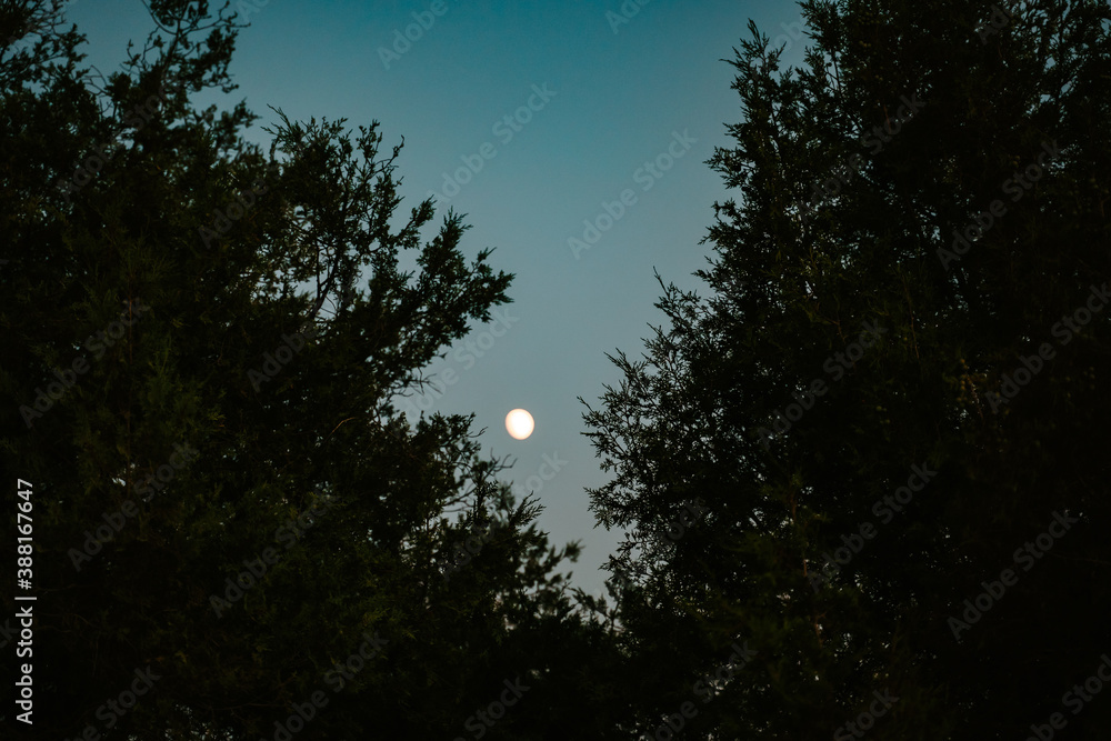 Vista amplia del cielo claro con luna en medio de dos arboles
