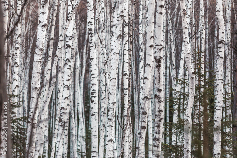 Fototapeta premium The pristine nature of the Zeya reserve. Birch Grove. White birch trunks are close to each other