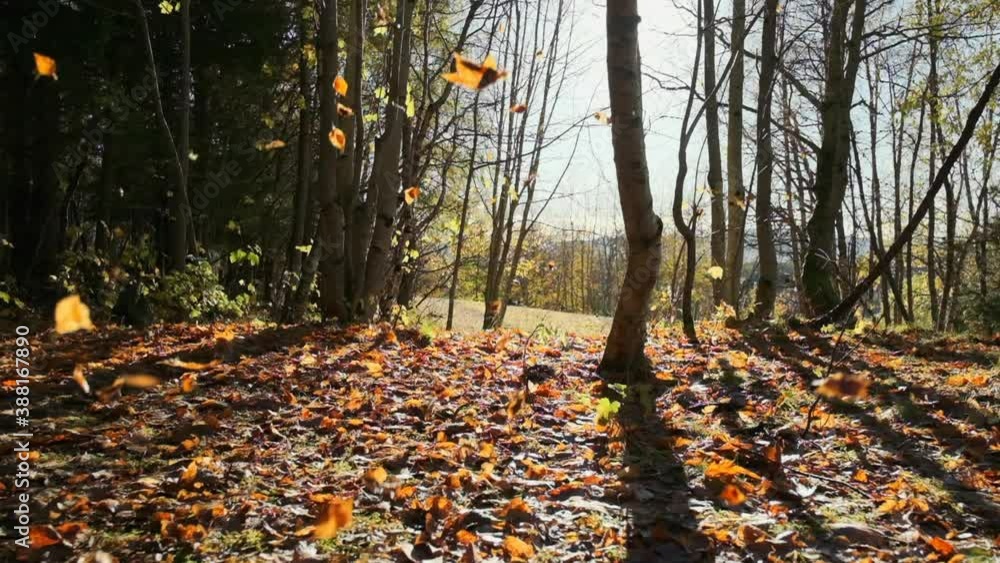 A beautiful clip of leaves falling in slow motion in the middle of a forest, with light beams from the sun shining trough the trees. A beautiful clip of leaves falling in slow motion in the middle of a forest, with light beams from the sun shining trough the trees.