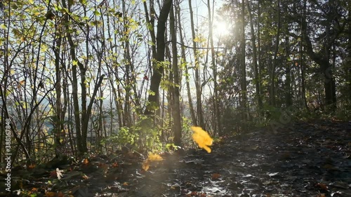 Wallpaper Mural Autumn leaves falling in slow motion in the middle of a forest, with the sun shining trough the trees. Torontodigital.ca