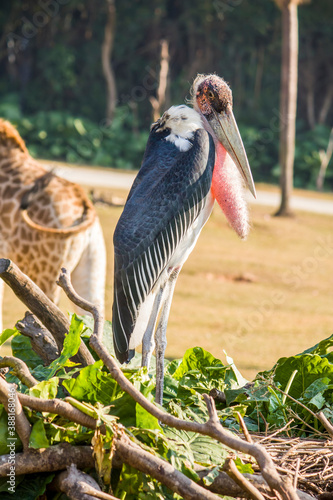 Фотография The marabou stork (Leptoptilos crumenifer) stand in the nest