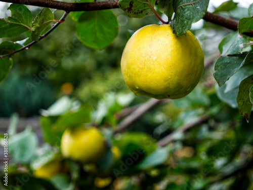 Wallpaper Mural A quince that is still hanging in the tree and is almost ripe Torontodigital.ca