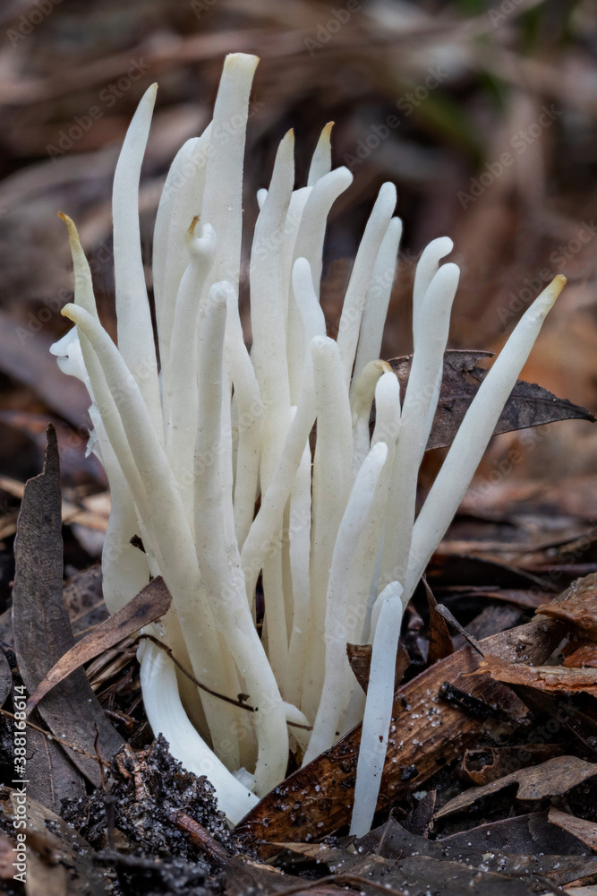 Clavaria alboglobospora - club shaped fungi - up to 100mm tall - NSW, Australia Clavaria alboglobospora - club shaped fungi - up to 100mm tall - NSW, Australia