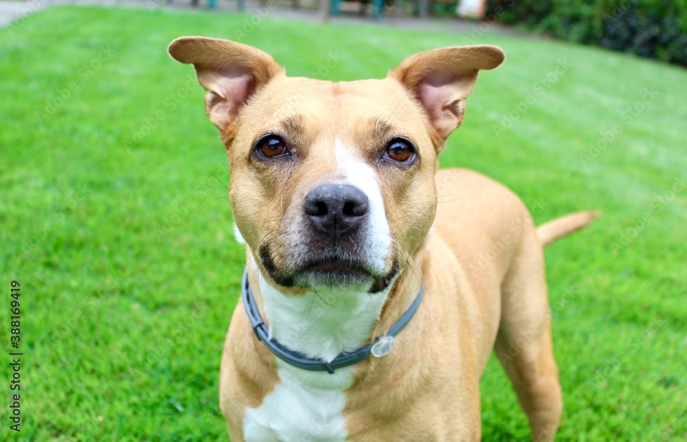 close up of pitbull with bright green grass background close up of pitbull with bright green grass background