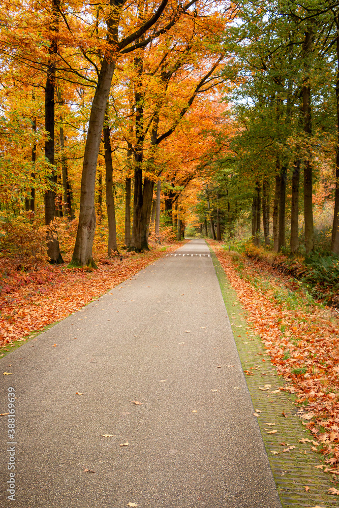 Beautiful autumn colors with yellow, orange, red and green in the forest near the town of Hardenberg and the recreation area called 'Oldemeijer'