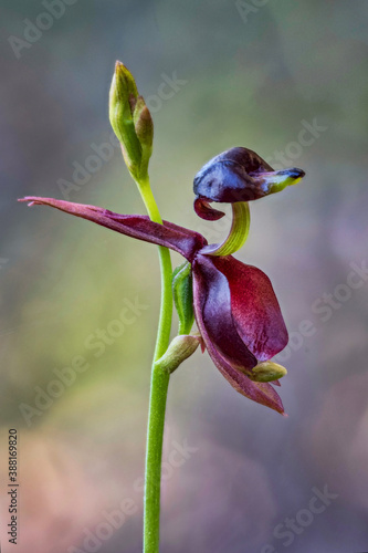 Flying Duck Orchid (Caleana major) - approx 25mm long - NSW, Australia