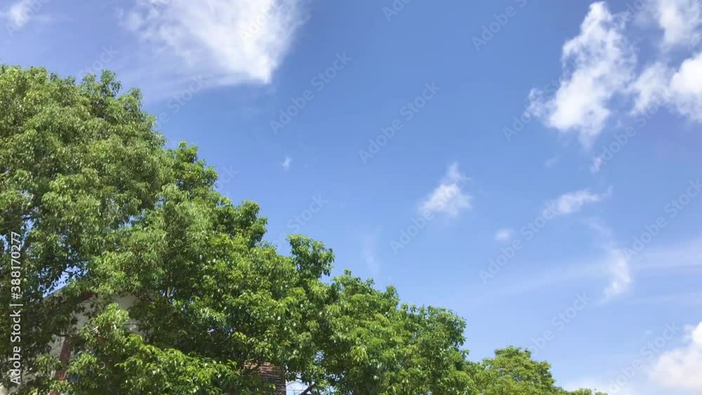 Tree with green leaves against blue sky in sunny day in summer. Tree with green leaves against blue sky in Shanghai China Tree with green leaves against blue sky in sunny day in summer. Tree with green leaves against blue sky in Shanghai China