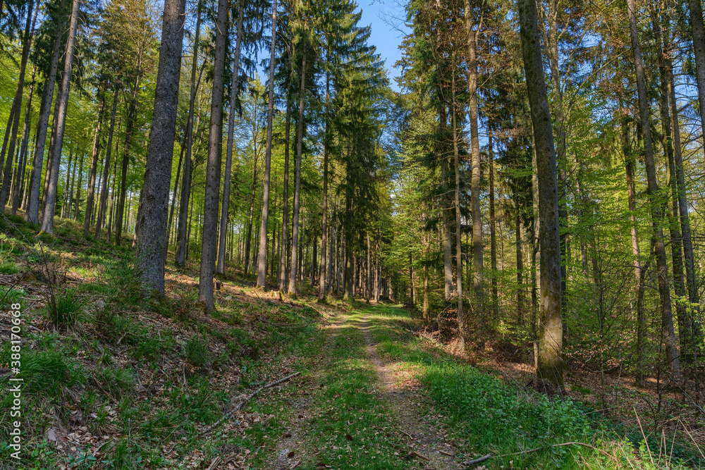Forest path in the Odenwald, Germany Forest path in the Odenwald, Germany