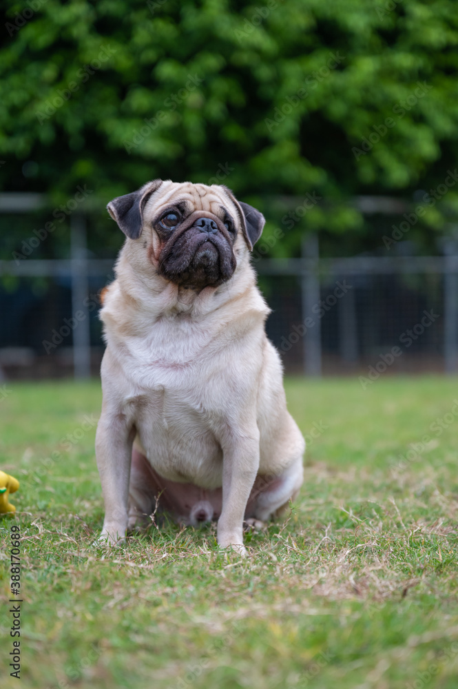 Pug sitting on the grass