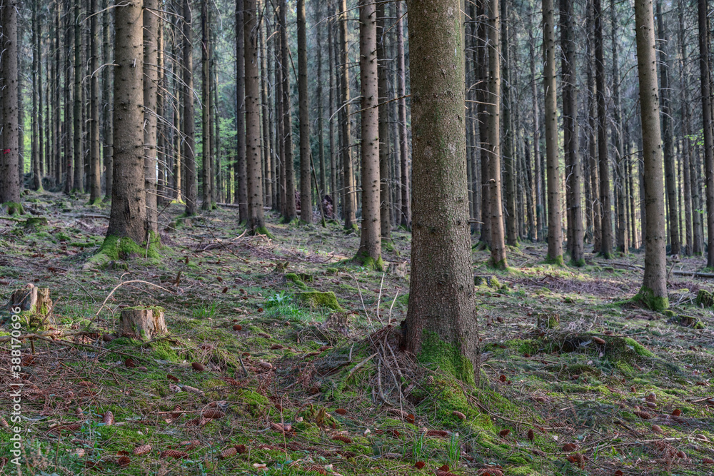 Tree plantation in the Odenwald, Germany Tree plantation in the Odenwald, Germany