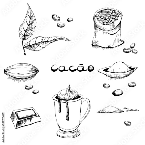 Leaves, fruits, beans, cocoa tree powder, a glass with a drink, a piece of chocolate. A set of black-and-white images in the style of hand-drawn graphics. Vector illustration, sketch