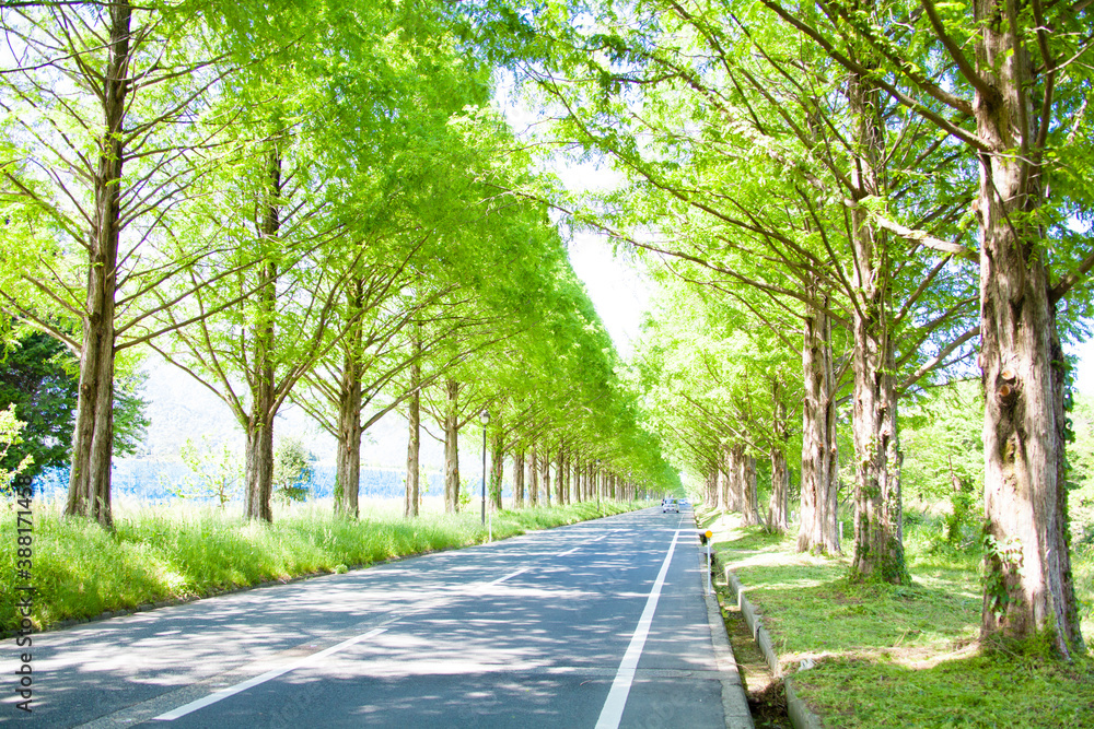 Obraz premium メタセコイア並木