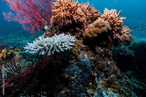 Fototapeta Naklejka Na Ścianę i Meble -  Bleached corals in underwater reef scene