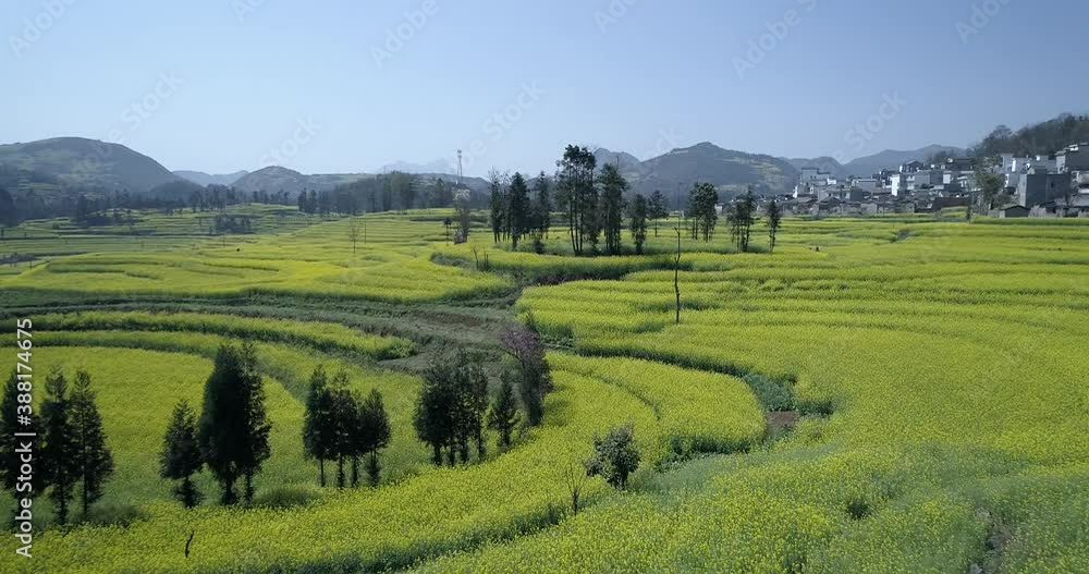 Wednesday, March 7, 2018, The Canola Flower Fields are located in small Luoping of Yunnan, China. Wednesday, March 7, 2018, The Canola Flower Fields are located in small Luoping of Yunnan, China.
