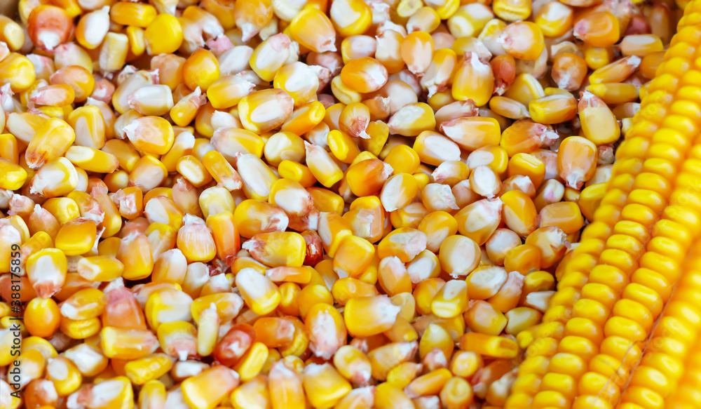 The cob and kernels of yellow corn The cob and kernels of yellow corn