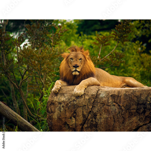 Animal Lion Wildlife