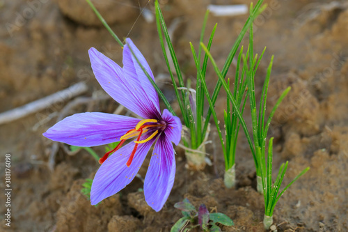 Violet saffron flower growing in the ground. photo