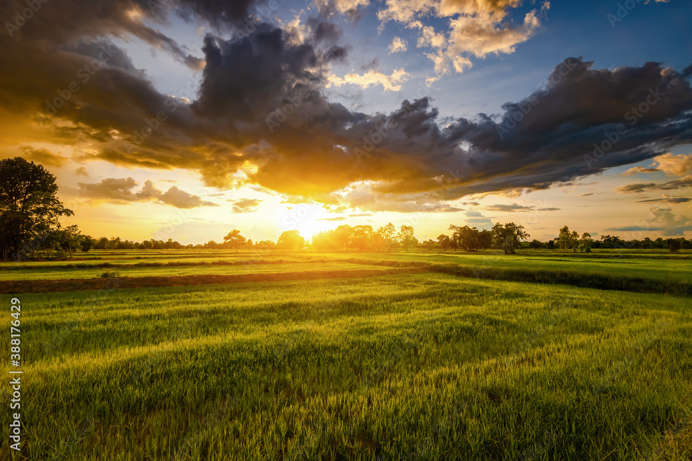 Rice field and sky background at sunset time. Rice field and sky background at sunset time.