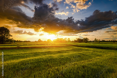 Fototapeta Naklejka Na Ścianę i Meble -  Rice field and sky background at sunset time.
