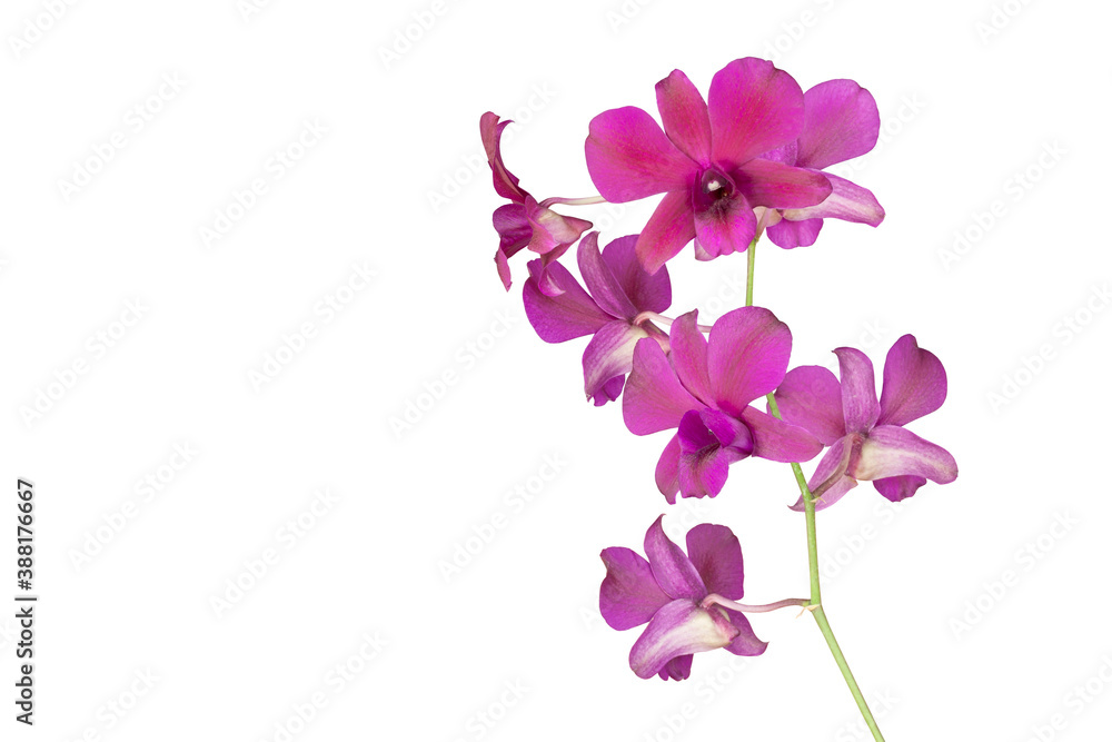 Purple orchid flower bouquet bloom isolated on white background included clipping path. Purple orchid flower bouquet bloom isolated on white background included clipping path.