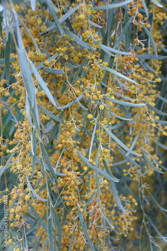 Weeping myall tree with pale yellow flowers photo