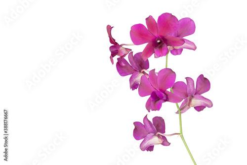 Fototapeta Naklejka Na Ścianę i Meble -  Purple orchid flower bouquet bloom isolated on white background included clipping path.