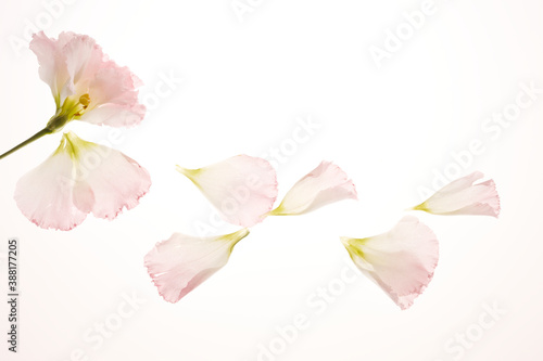 カーネーションの花びら