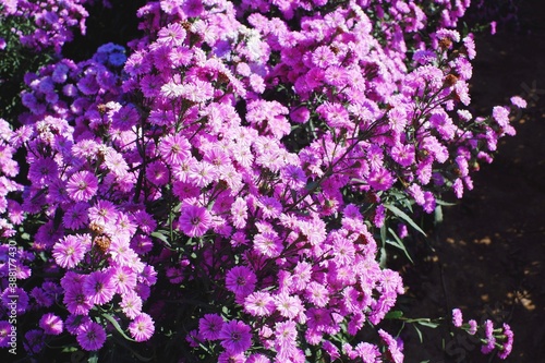Beautiful Purple Margaret Flower Field in Chiang Mai North Province of Thailand.