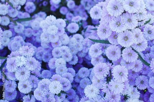 Beautiful Purple Margaret Flower Field in Chiang Mai North Province of Thailand.