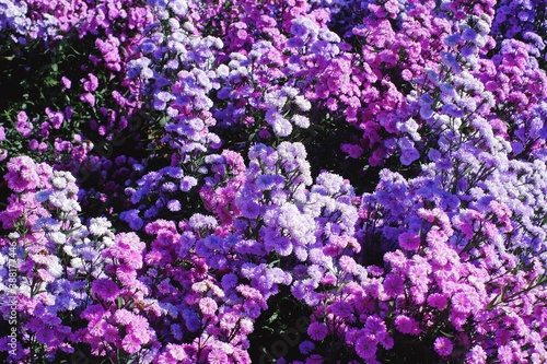 Beautiful Purple Margaret Flower Field in Chiang Mai North Province of Thailand.