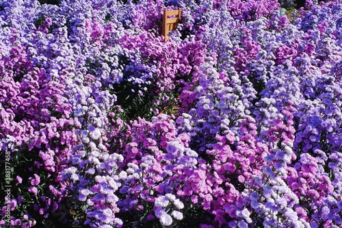 Beautiful Purple Margaret Flower Field in Chiang Mai North Province of Thailand.