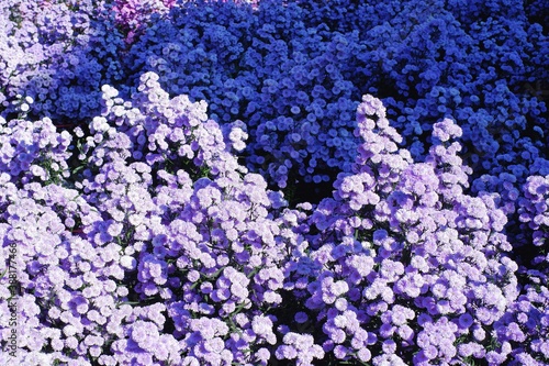 Beautiful Purple Margaret Flower Field in Chiang Mai North Province of Thailand.