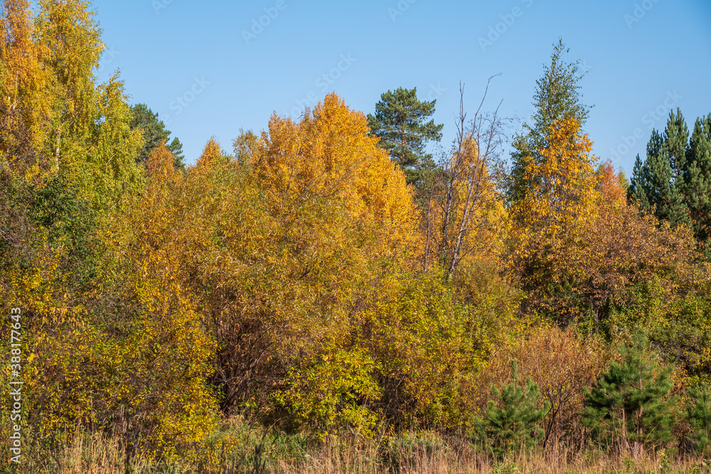 Trees with orange, green and yellow leaves in the autumn forest.