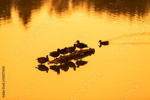 Ducks gather on a log in a lake with the reflection of wildfire smoke creating a yellow, eerie glow