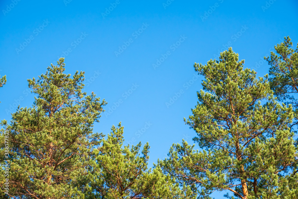 Crown of lush green pine tree with long needles on a background of blue sky.