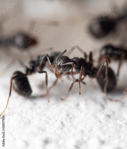 Macro Photo of Black Ant is Sitting on White Floor © backiris