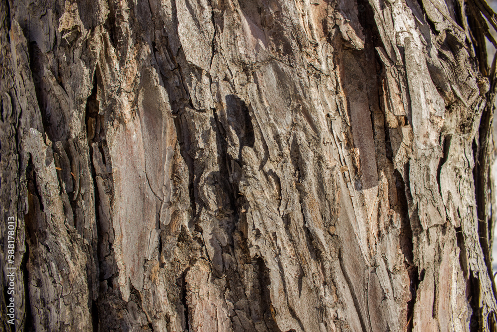 dark brown of a tree bark of an oak background texture dark brown of a tree bark of an oak background texture