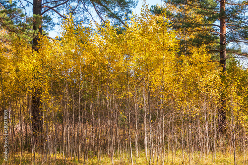 Trees with orange and yellow leaves and green pines in the autumn forest.