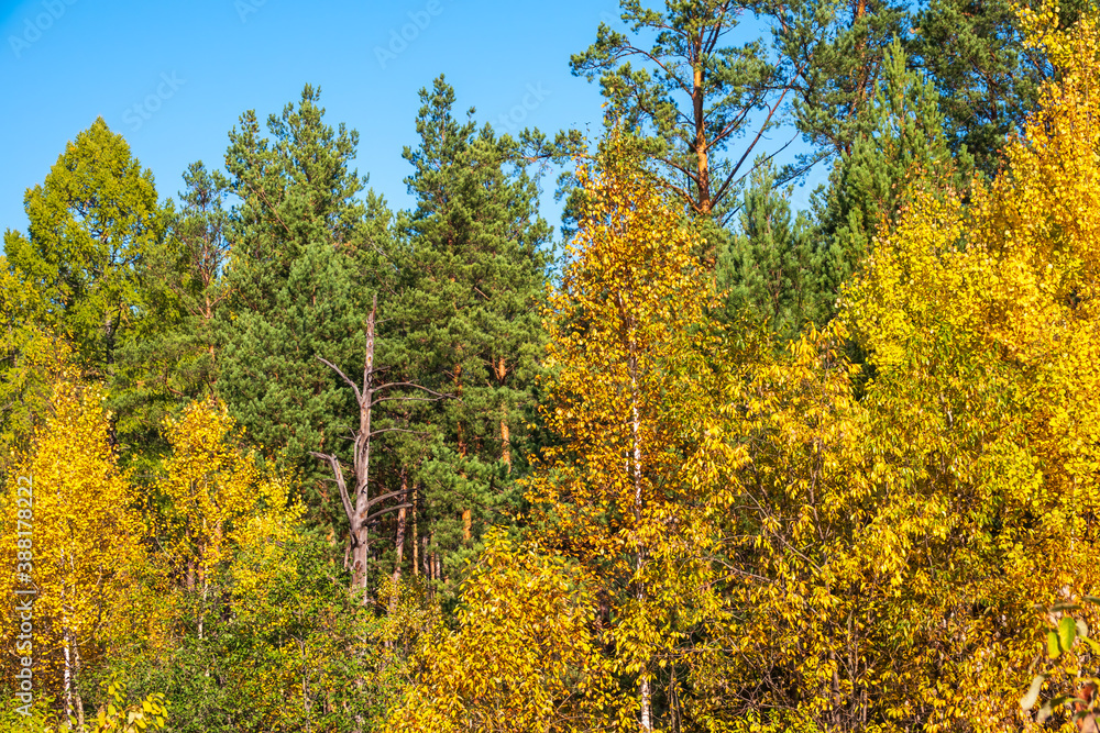 Trees with orange, green and yellow leaves and green pines in the autumn forest. Trees with orange, green and yellow leaves and green pines in the autumn forest.
