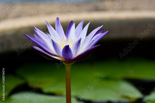 Beautiful purple lotus flowers on pond.