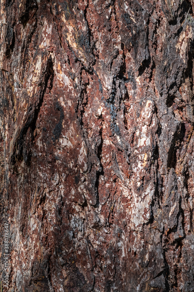 Bark of pine tree. The texture of spruce bark. Bark of pine tree. The texture of spruce bark.