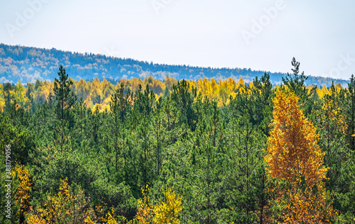 Mixed deciduous and coniferous forest on misty mountain slopes in autumn time.