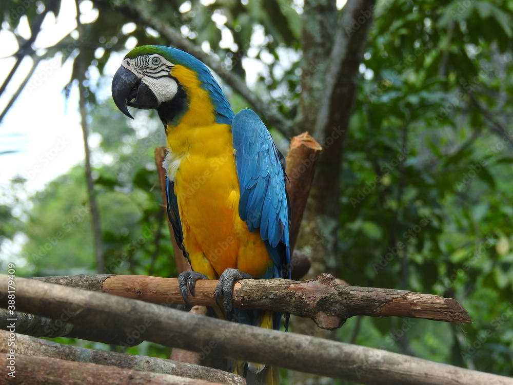 Ara ararauna or yellow macaw on a tree branch Ara ararauna or yellow macaw on a tree branch